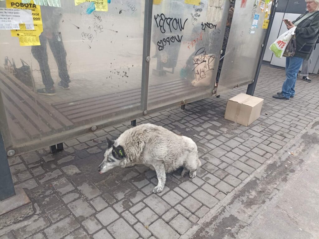 Пес Движняк завжди з народом: волохатий довгожитель, що став невіддільною частиною центру Кам’янського - ФОТО