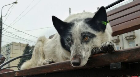 Пес Движняк завжди з народом: волохатий довгожитель, що став невіддільною частиною центру Кам’янського
