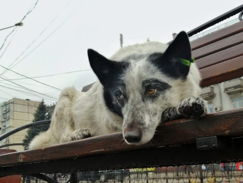 Пес Движняк завжди з народом: волохатий довгожитель, що став невіддільною частиною центру Кам’янського