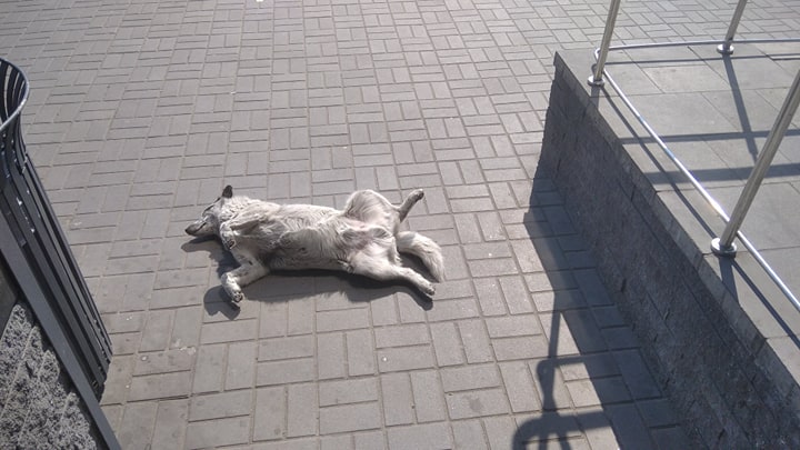 Пес Движняк завжди з народом: волохатий довгожитель, що став невіддільною частиною центру Кам’янського - ФОТО